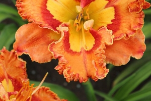 Hemerocallis 'Mexican Fiesta' New 2025